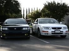 2 maximas, white one is adamphams