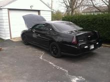 Side view of black mamba