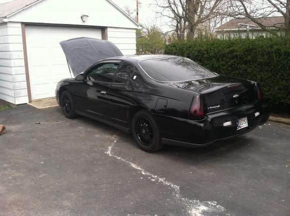 Side view of black mamba