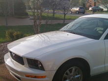 My New Mustang