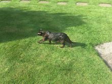 My cat called Cosworth enjoying the front garden.