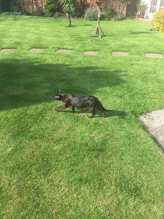 My cat called Cosworth enjoying the front garden.