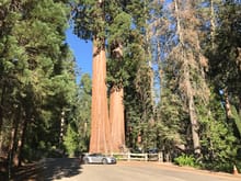 These sequoias aren't as big as Sherman and Grant, but they are still impressive. I put a Porsche next to them to get a sense of scale.