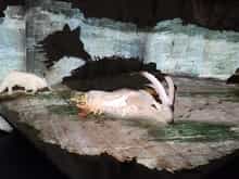 National Park Museum: Multimedia show of the park life cycle