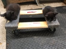Spare moving dolly got hijacked by two of my kittens.