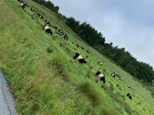 struggling up the hill, I wish I was having a chill day like the cows.