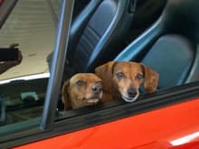 Porsche Puppies