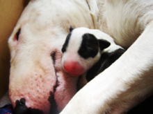 Newborn Bull Terrier puppy
