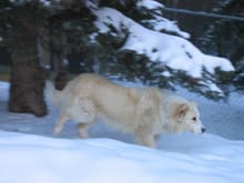 Casper on his first day as a rescue, in the snow out behind our house.