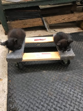 Spare moving dolly got hijacked by two of my kittens.