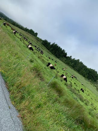 struggling up the hill, I wish I was having a chill day like the cows.