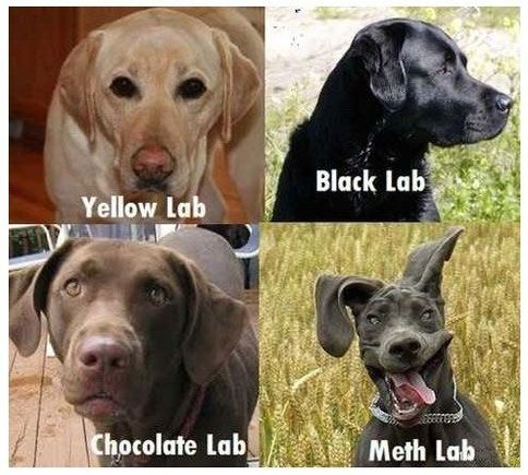 v3 amused  img meth lab dog