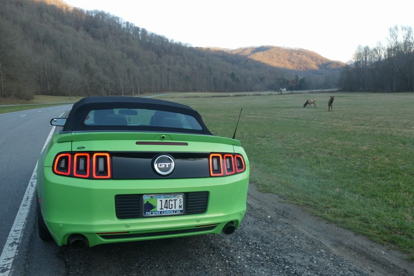 We see elk near the entrance to the national park.