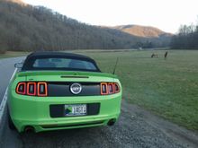 We see elk near the entrance to the national park.