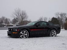 Mustang In The Snow