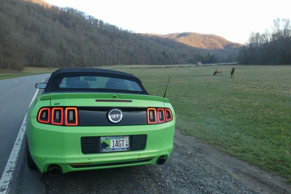 We see elk near the entrance to the national park.