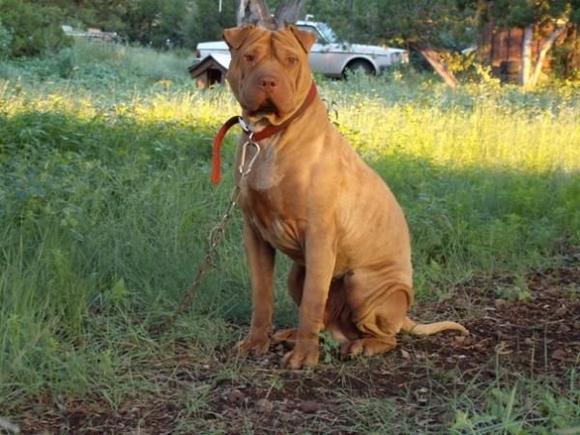 Rowdy the Volvo guardian