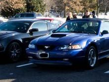 A group of Mustangs.