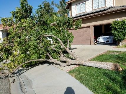 Freaking tree fell last week and couldn't get (2) of the cars out.