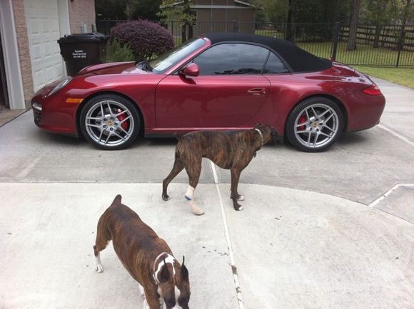 Our dogs Zoey and Gaspar weren't too impressed :-)