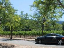 oTTo visiting the vineyards in Napa Valley