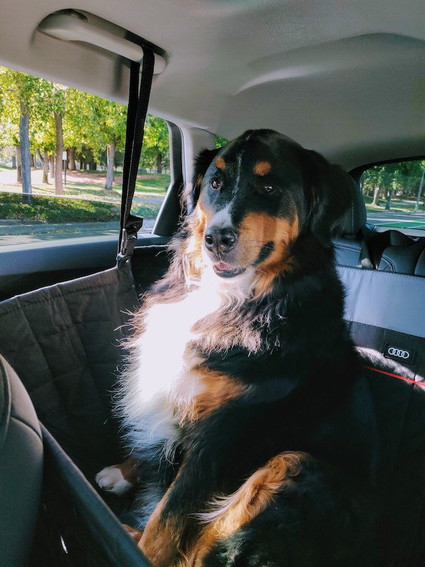 Accessories - Protective Rear Seat Pet Cover - Part #8X0061680A - Used - 2019 to 2023 Audi e-tron - Pleasanton, CA 94566, United States