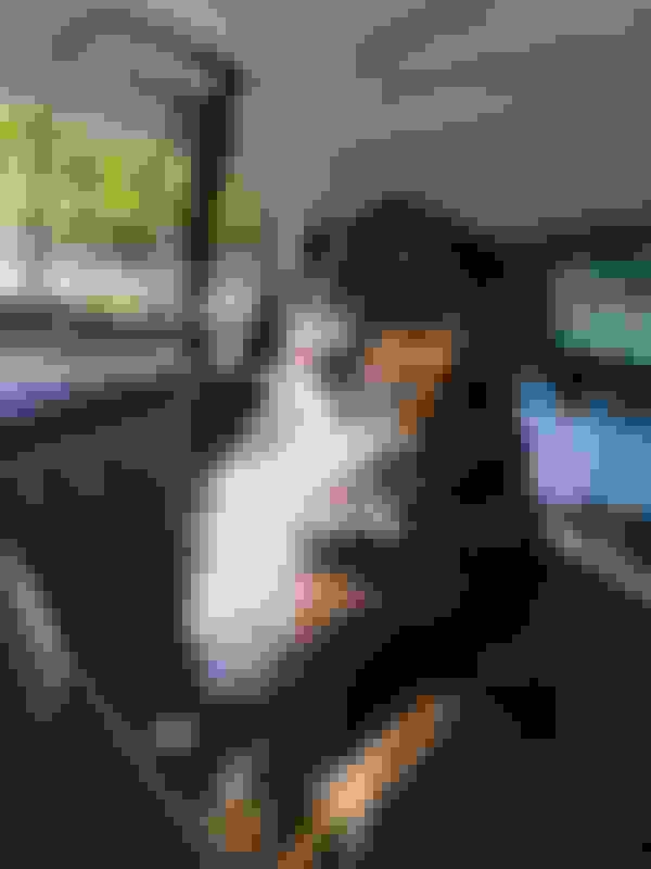 Protective Rear Seat Pet Cover (8X0 061 680 A) Fits etron perfectly AudiWorld Forums