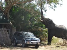 Zimbabwe, winter 2013 work, that's a 5-6 ton male next to one of our rides.