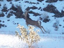Once in a lifetime shot of a mule deer shot by my son in Zuni canyon New Mexico.