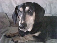 Schnapps. He's a Dachsund/Doberman mix (Don't ask). He died in '07