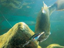 love bass fishing