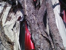 '73 fully restored beetle under tree she took insurance off for the winter and forgot to put back on