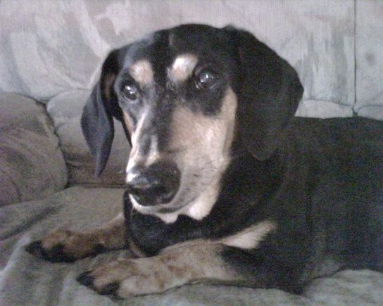 Schnapps. He's a Dachsund/Doberman mix (Don't ask). He died in '07