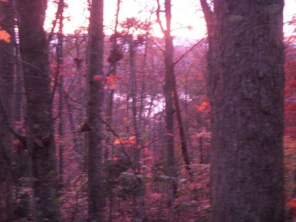 This is norris lake from a trail up in the watershed
