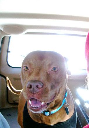 My best friend Loves to ride in my jeep!
