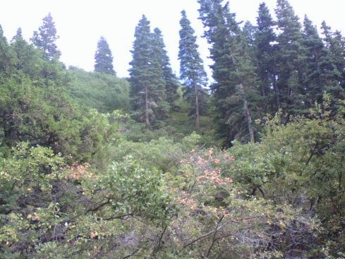 Bear, it's hard to see it, but if you can zoom in, it's there. I was out exploring ,and thought it was a really big dog. I stopped and backed up to take another look! We had a stare down for about 15 minutes. I have shots from another camera else where in my pictures.