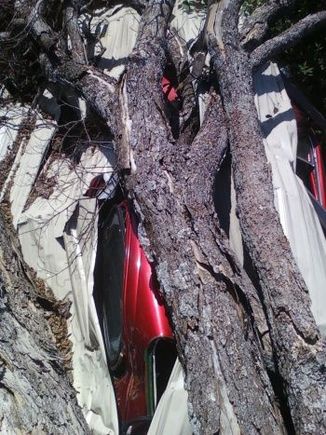 '73 fully restored beetle under tree she took insurance off for the winter and forgot to put back on