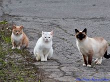 Like these guys?