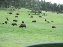Nice Herd
Custer State Park