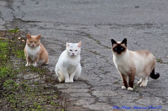 Like these guys?