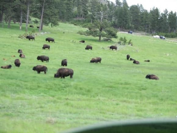 Nice Herd
Custer State Park