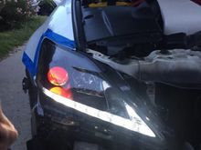 Panther close up pix