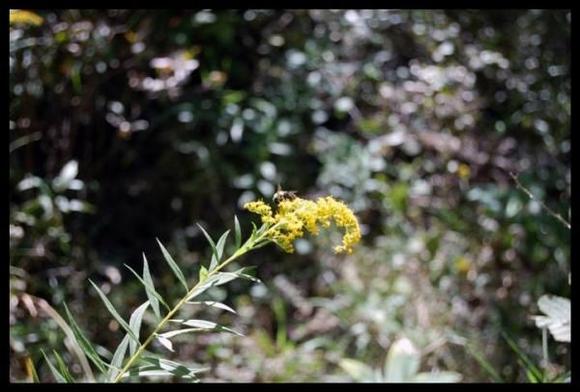 bee on flower