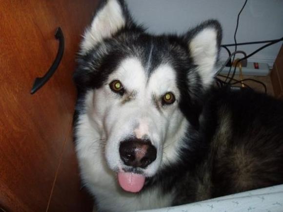 lobo