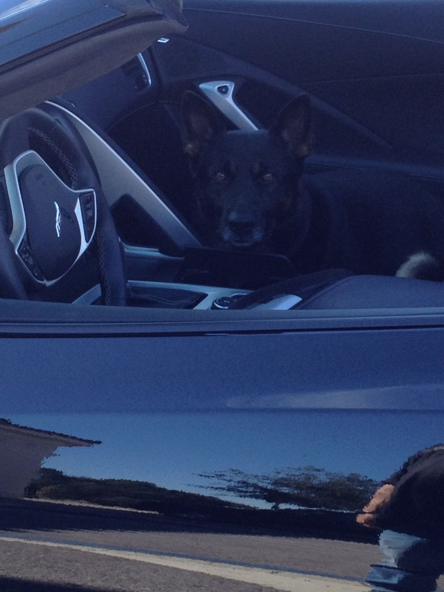 Dogs In Your Car Page 2 CorvetteForum Chevrolet Corvette Forum Discussion
