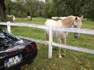 At horse farm