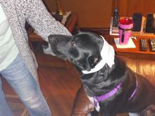 Got her revenge from the day she ran head first into a hickory when chasing a squirrel.