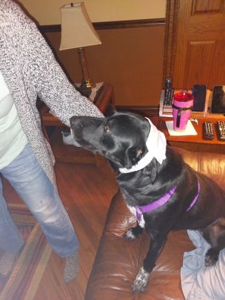 Got her revenge from the day she ran head first into a hickory when chasing a squirrel.