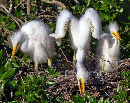 Great Egret chicks