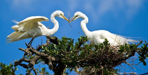 Great Egrets